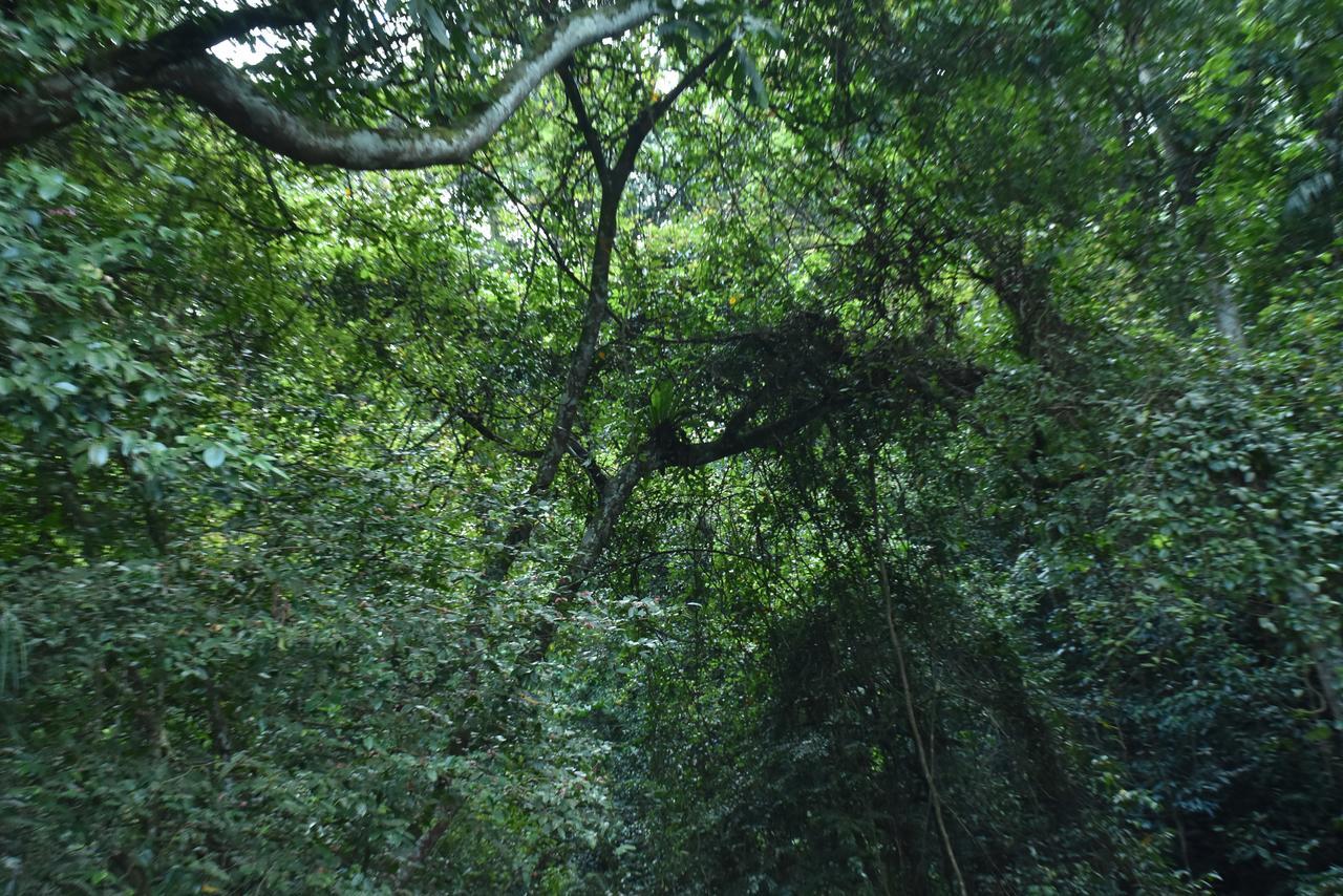 Sinharaja Kurulu Ella Eco Lodge Deniyaya