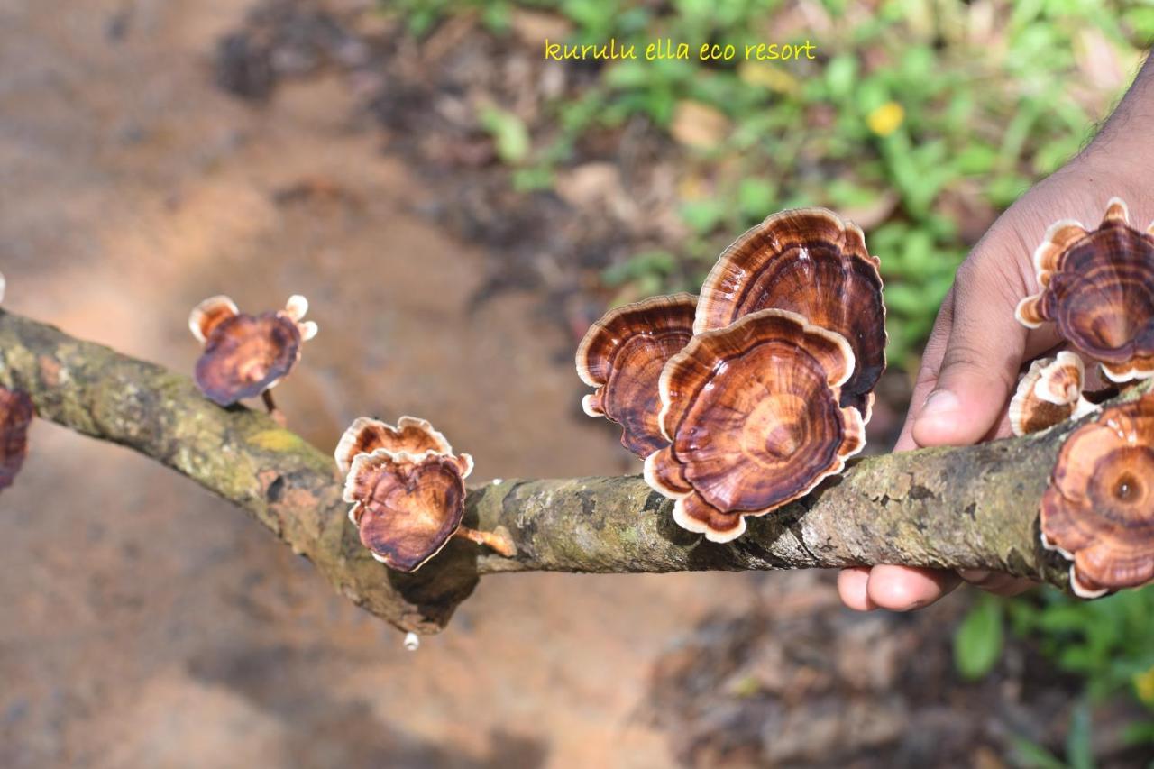 Sinharaja Kurulu Ella Eco