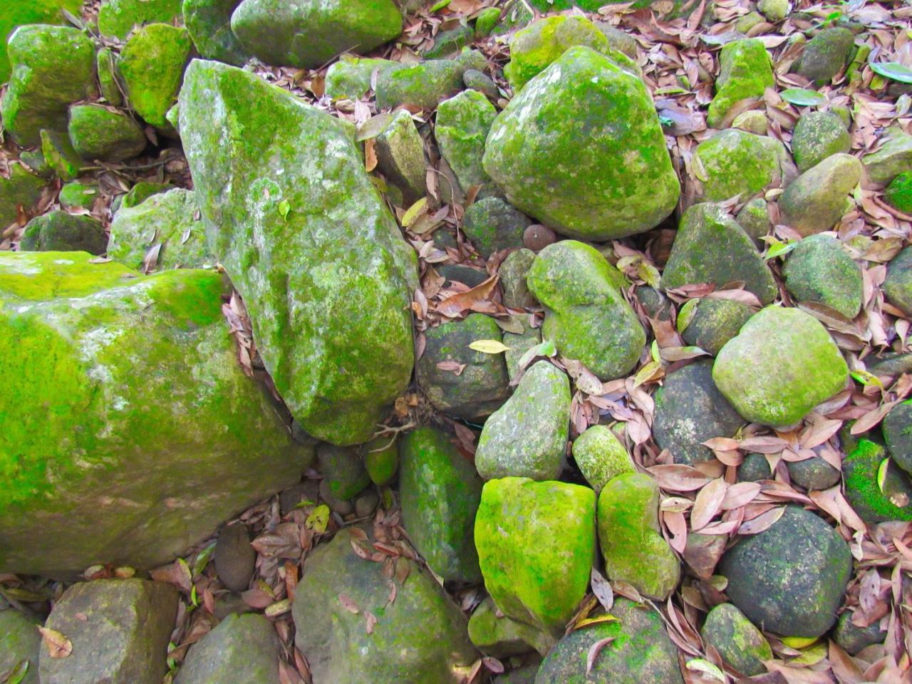 Lodge Sinharaja Kurulu Ella Eco Deniyaya