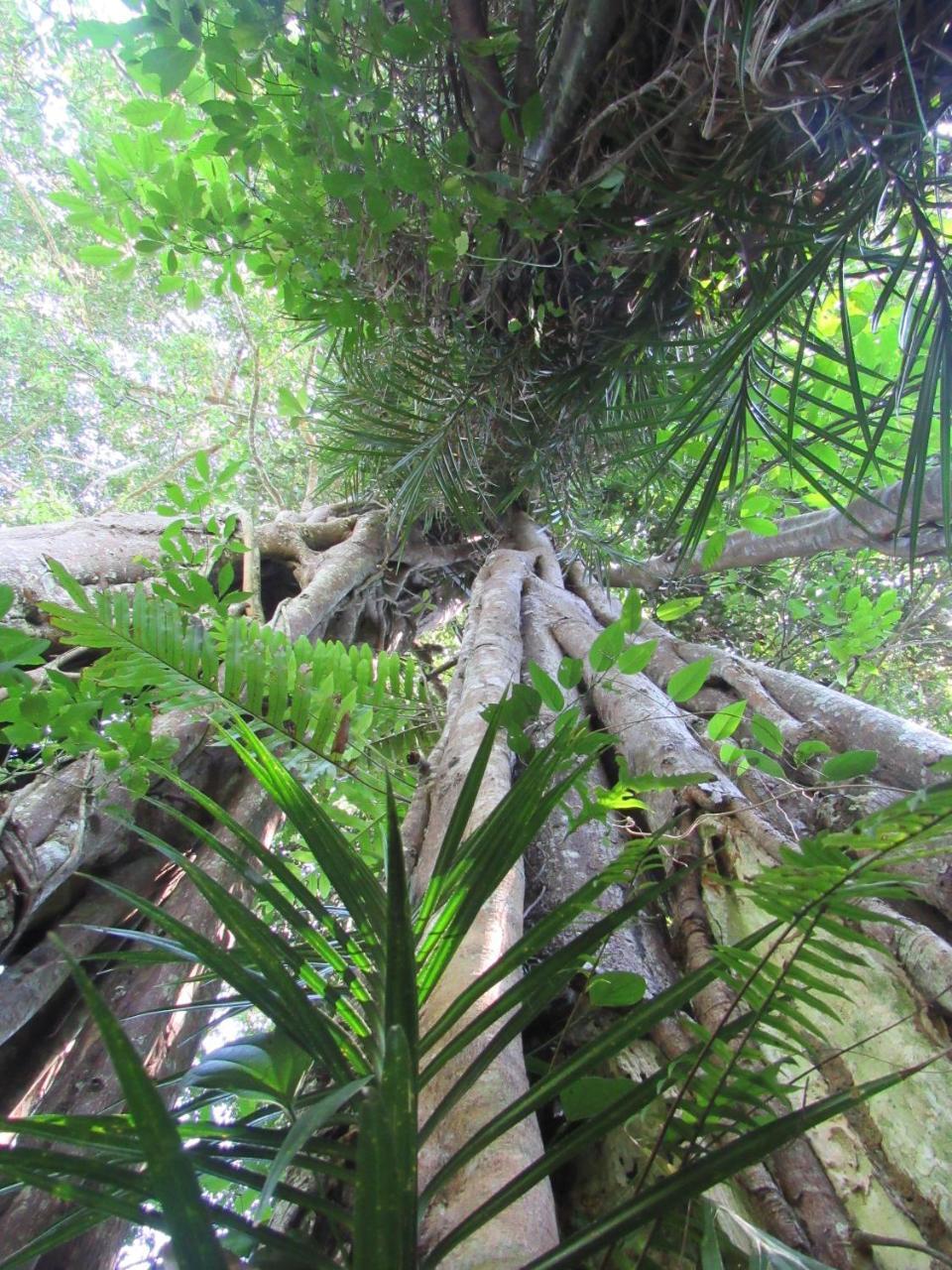 Sinharaja Kurulu Ella Eco Deniyaya