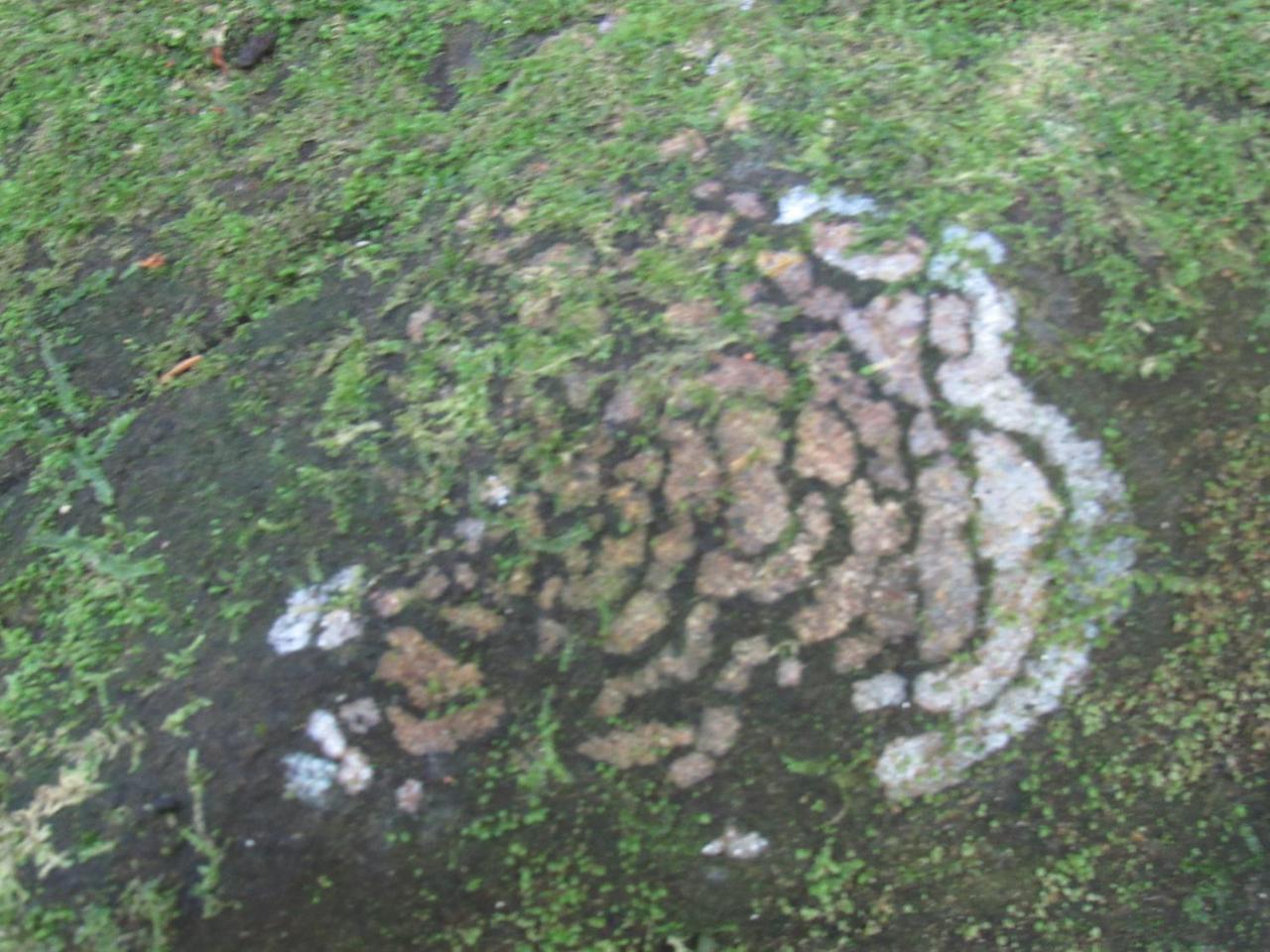 Sinharaja Kurulu Ella Eco