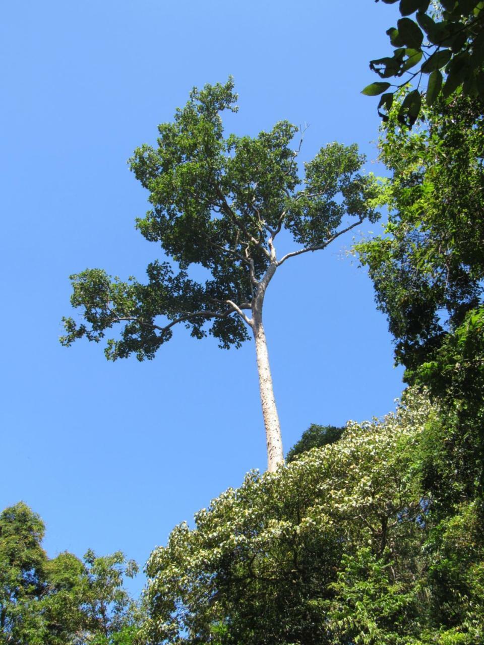 Lodge Sinharaja Kurulu Ella Eco *